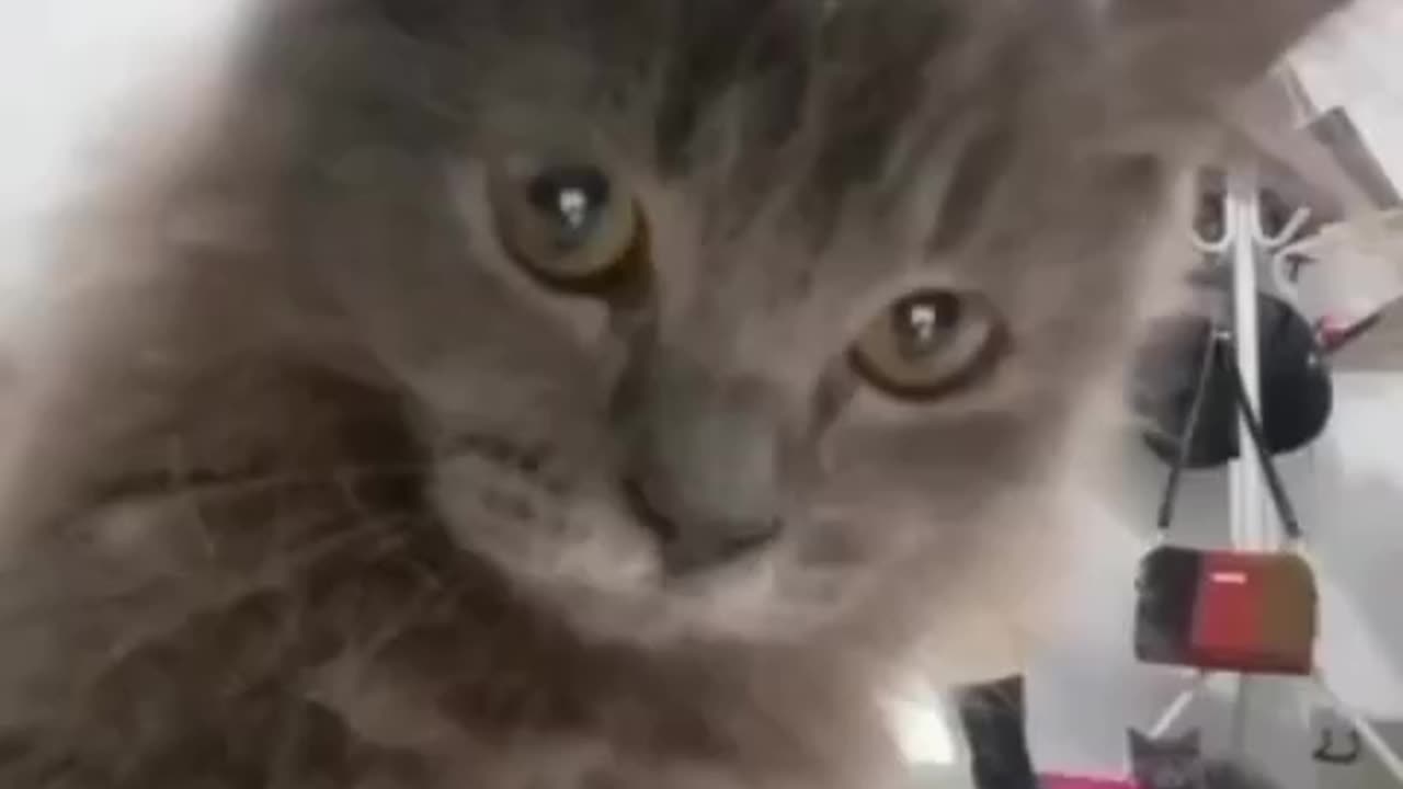 Cat funny video