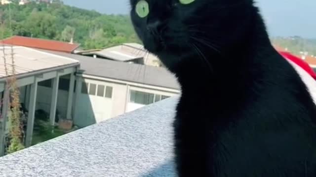 Funny cat's| animal Compilation video