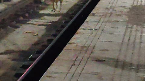 Doggy on Railway Track