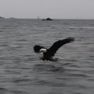 AMERICAN BALD EAGLE CATCH FISH IN FLIGHT