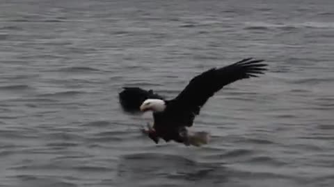 AMERICAN BALD EAGLE CATCH FISH IN FLIGHT