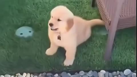 Funny 🤣🐈 dog videos