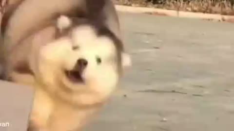 These animals are hilarious, watch!