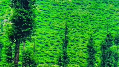 Nice view 👌 video