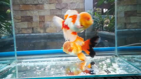 The most beautiful Oranda Goldfish-18