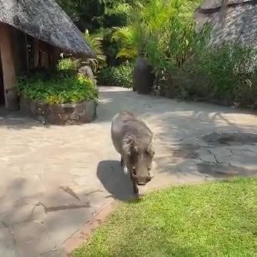 I wonder If We Can Pet Him