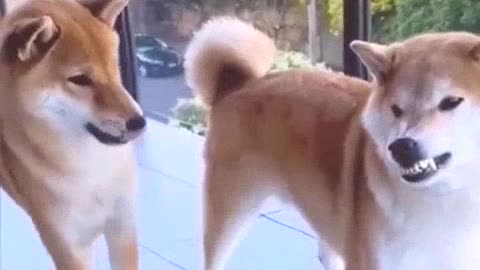 Best funny animal video 2022😂