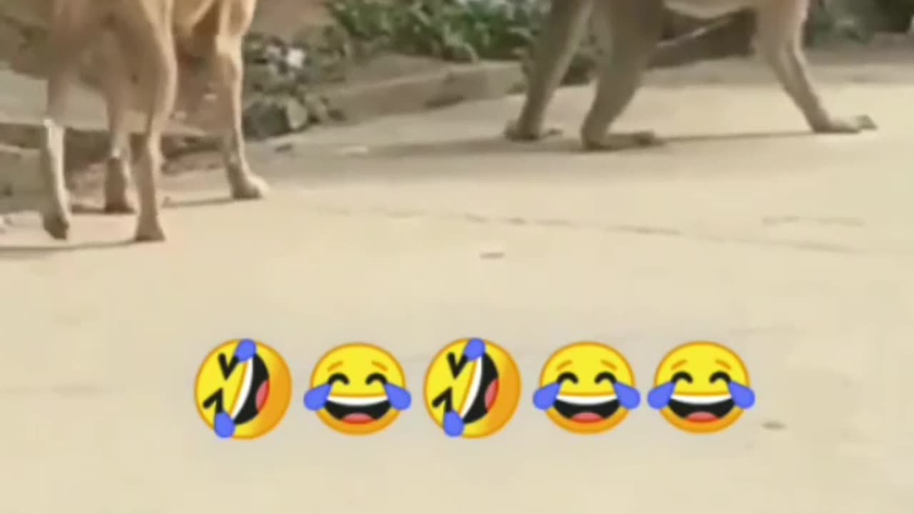 Monkey vs doog