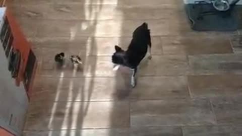 Dog Preciously Runs And Plays With Little Chicks