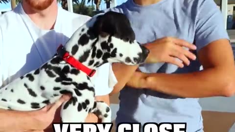 DALMATIAN SPOTS WIN $1,000