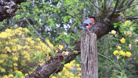 Bullfinch Bird Finch