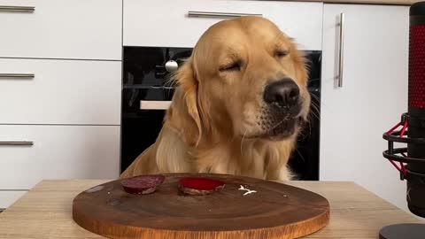 Dog Reviewing Different Types of Food | Leo Taste Test #1