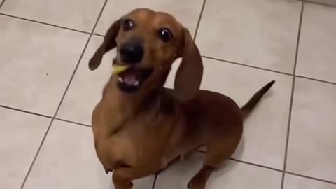 funny dog