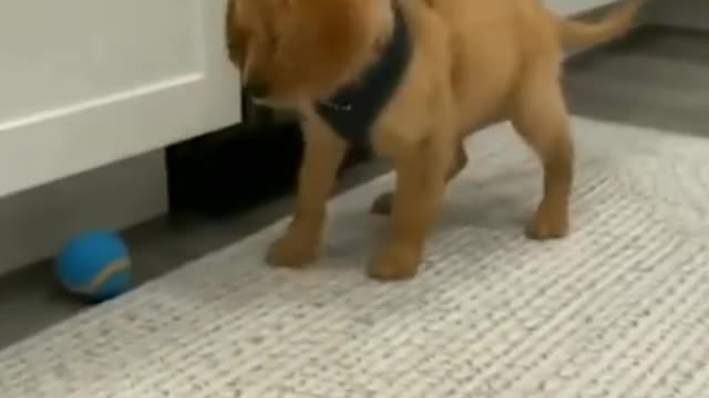 Funny animals