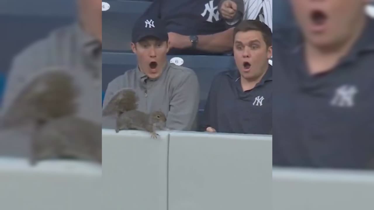 SQUIRREL🐿️SHOWS👀UP AT🤣THE STADIUM💥😎🍺