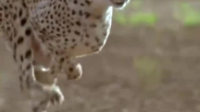 wildlife