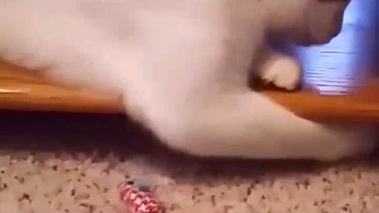 2022 Funniest dogs and cats 2023