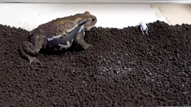 腹ペコのヒキガエルに大きなコオロギあげてみた cute frog video (Japanese toad)