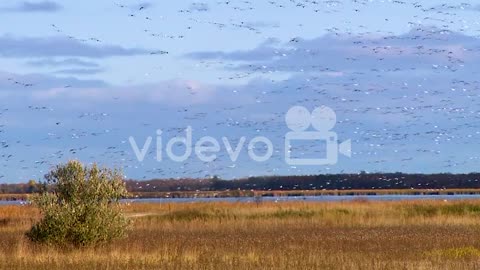 Canada Geese Flock In The Skies Above A Wetland Or Swamp In America