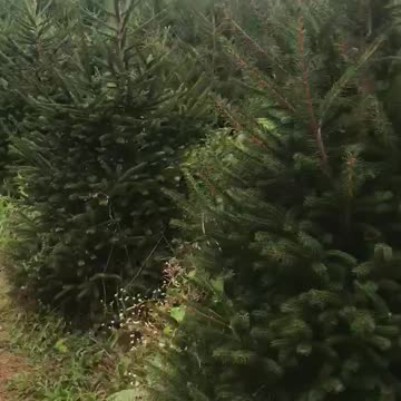 Norway spruces and green giants at Highland Hill