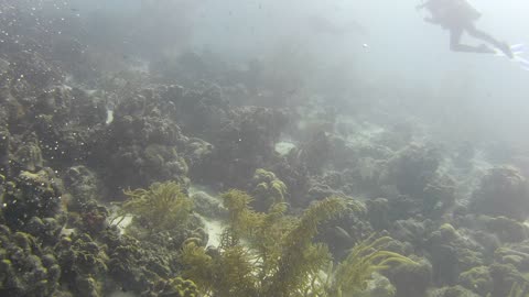 A W.ild School of fish forming a Bait Ball off of Bachelor Beach Bonaire in the Dutch Antilles