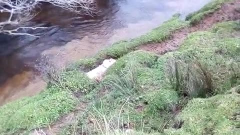 Swimming Sheep