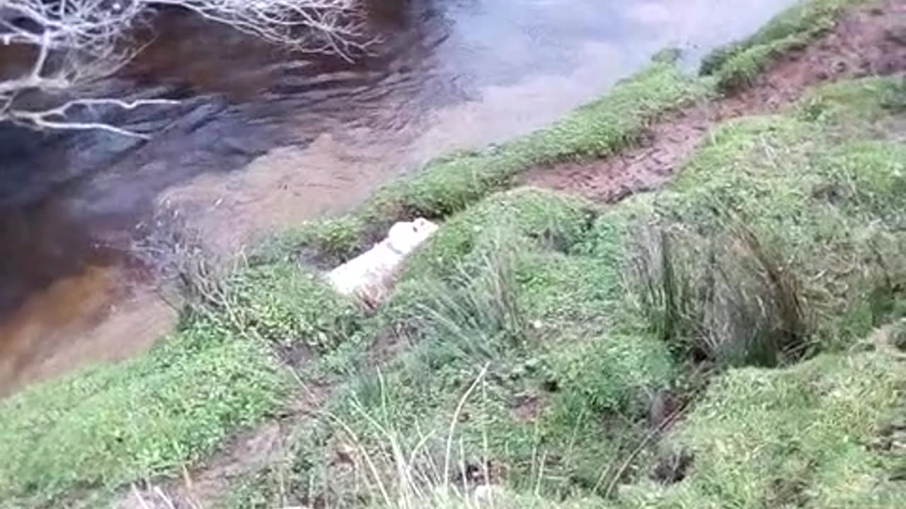 Swimming Sheep