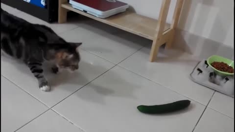 Cats are afraid of cucumbers