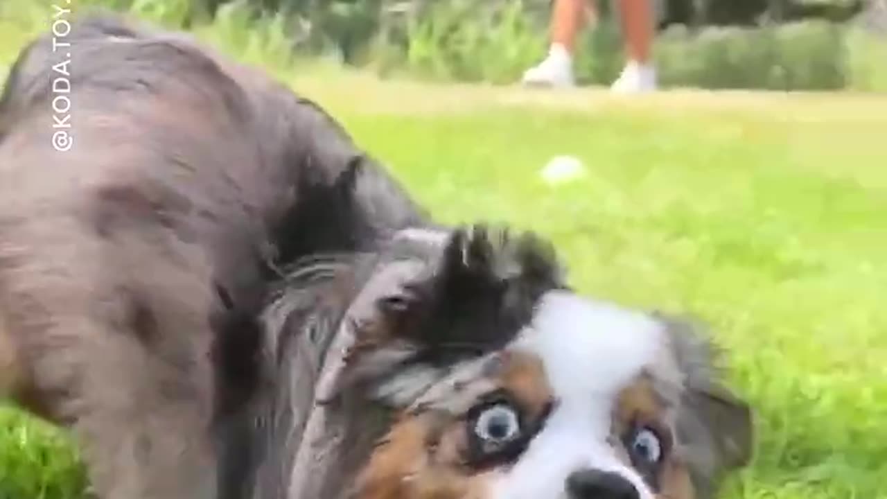 Owner records his dog's face as he joyfully chases after grass #Shorts