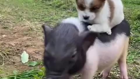 Cute Puppy Riding a Piglet Eating a Watermelon