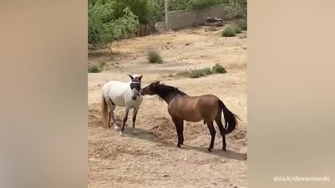 Top funny animal video