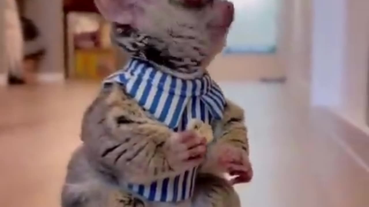 Best Funny Animal Videos funniest animals ever Relax with cute animals video