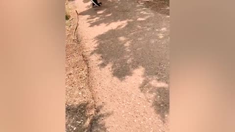 Try Not To Laugh Funny Videos - Pranks That Went Way Too Far