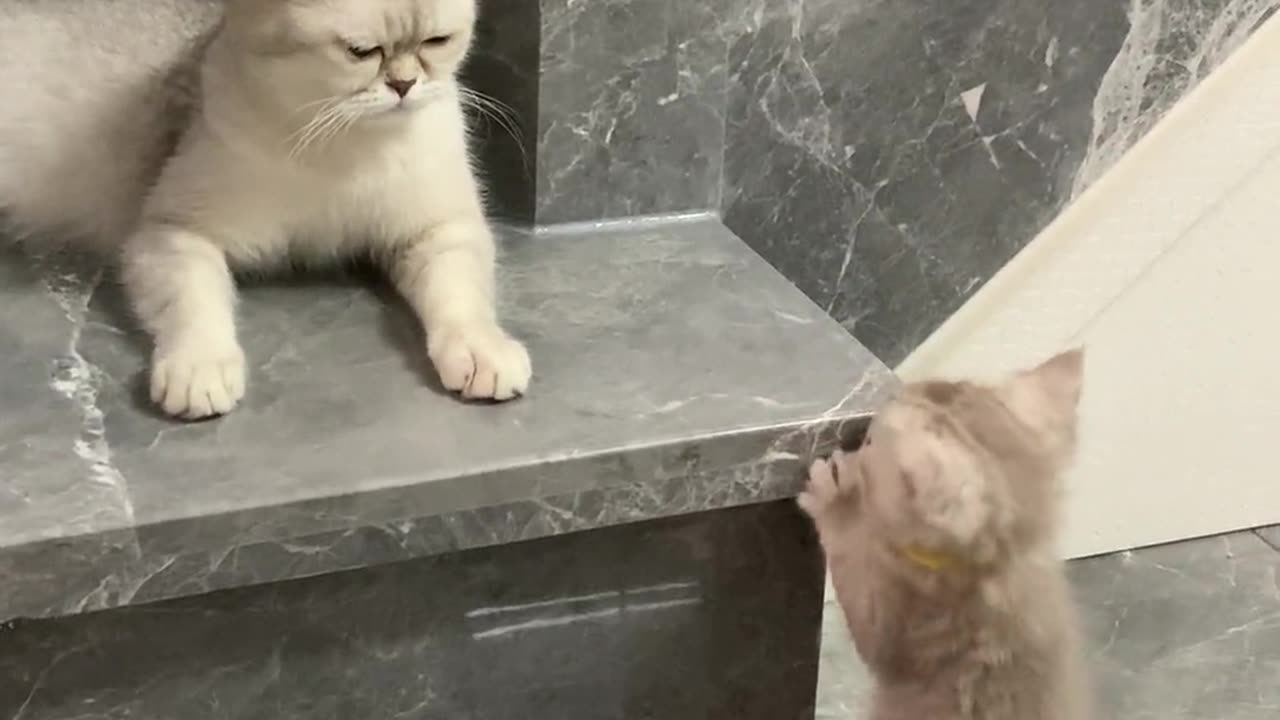 The kitten got disappointed