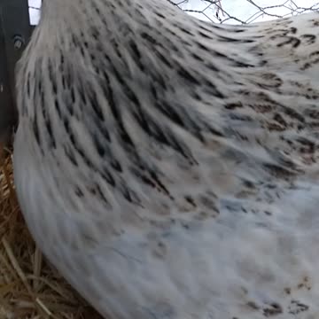 Which nest box to choose???