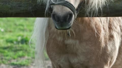 The Felabella Horses - World’s Smallest Horse Breed