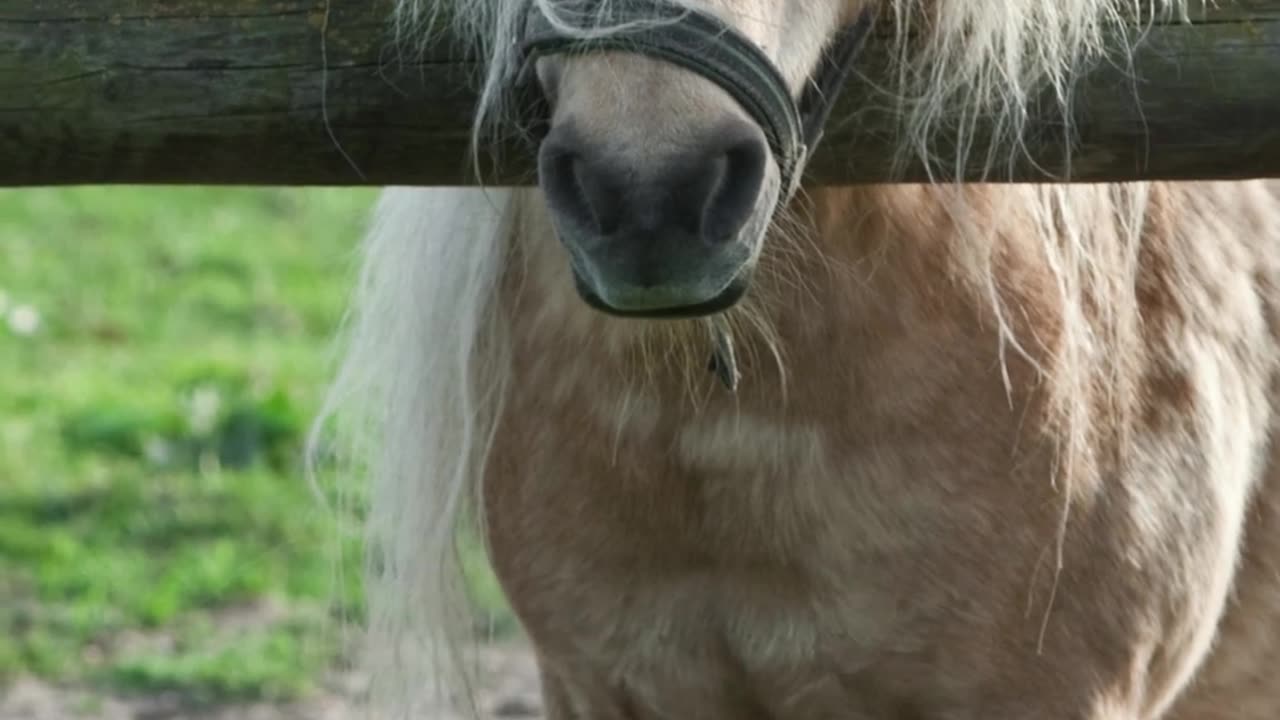 The Felabella Horses - World’s Smallest Horse Breed