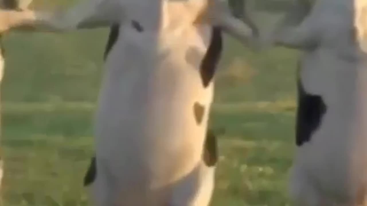 Cow dance video