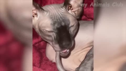 Funniest Dogs And Cats Videos