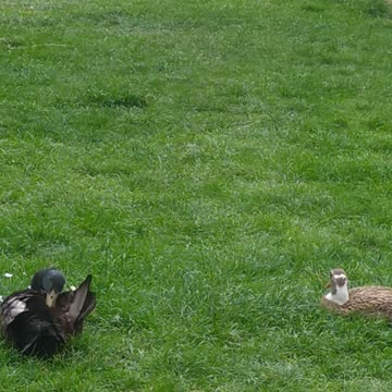 Duck, happy ducks 😍🦆🦢🪶