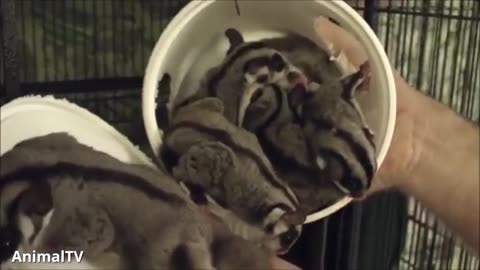 Sugar Gliders