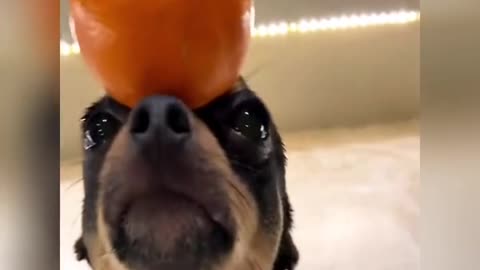 A dog in a fruit hat