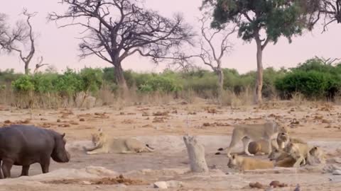 Hippo vs Lion Clan | Natural World | BBC Earth