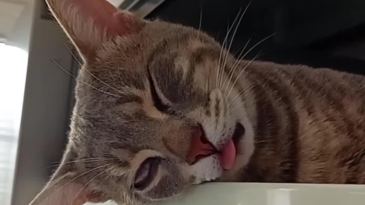 A sleeping cat with one eye is a very funny clip