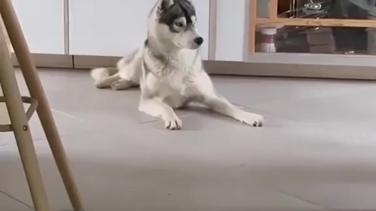 Funny Cat And Dog | Husky Just Wanted to Take a Nap😂