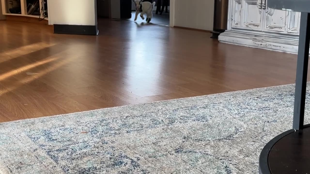 Jolene the Nigerian Dwarf Goat Runs into the Door