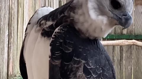 Harpy Eagle