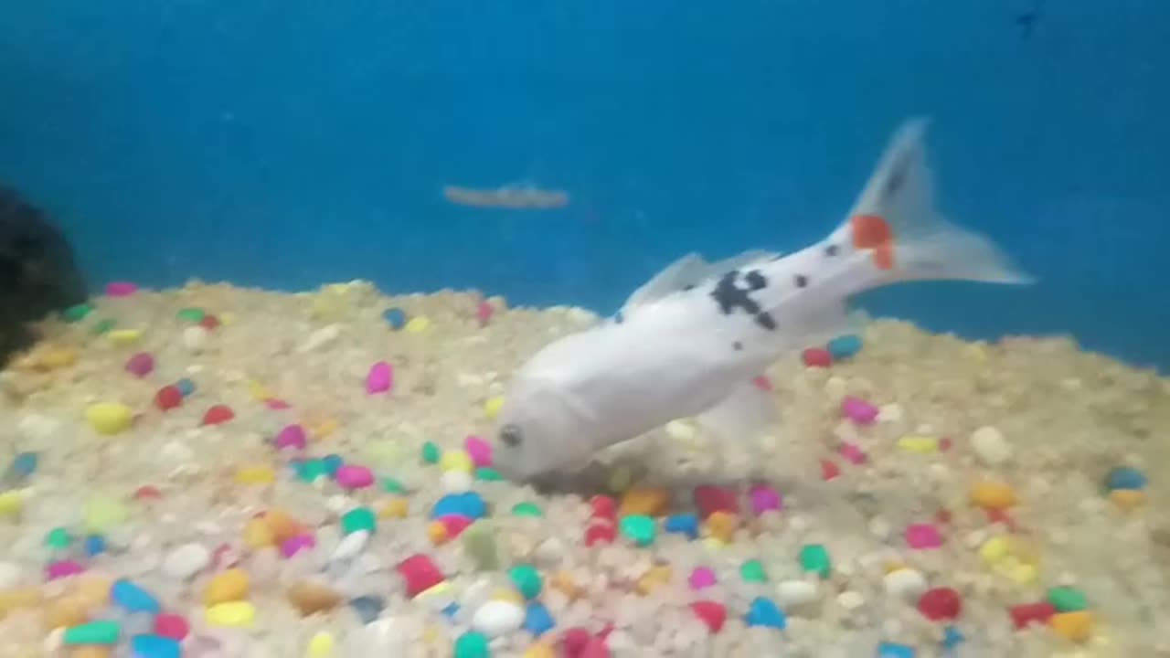 Fish