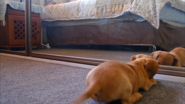 A cute puppy fights with his reflection in the mirror