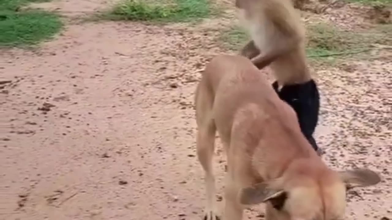 Funny dog and monkey